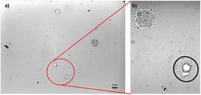 Multi-Technique Investigation of a Biomimetic Insect Tarsal Adhesive Fluid